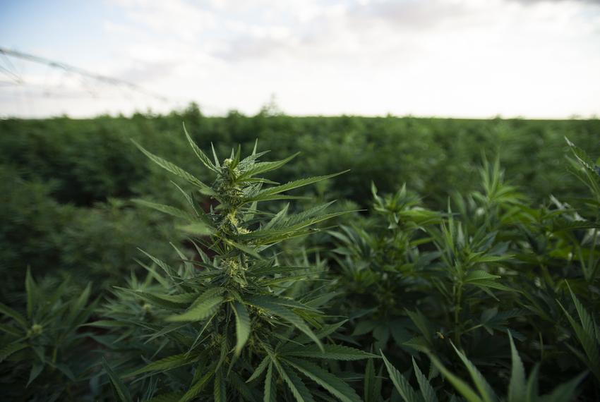 A portion of the hemp crop at Bingham Family Vineyards on Aug. 26, 2022, in Terry County.